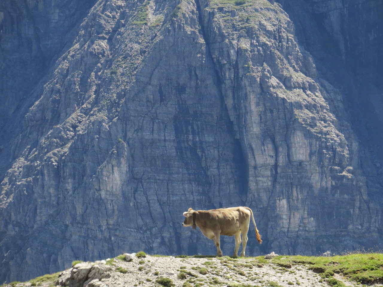 cow alpine outlook free photo