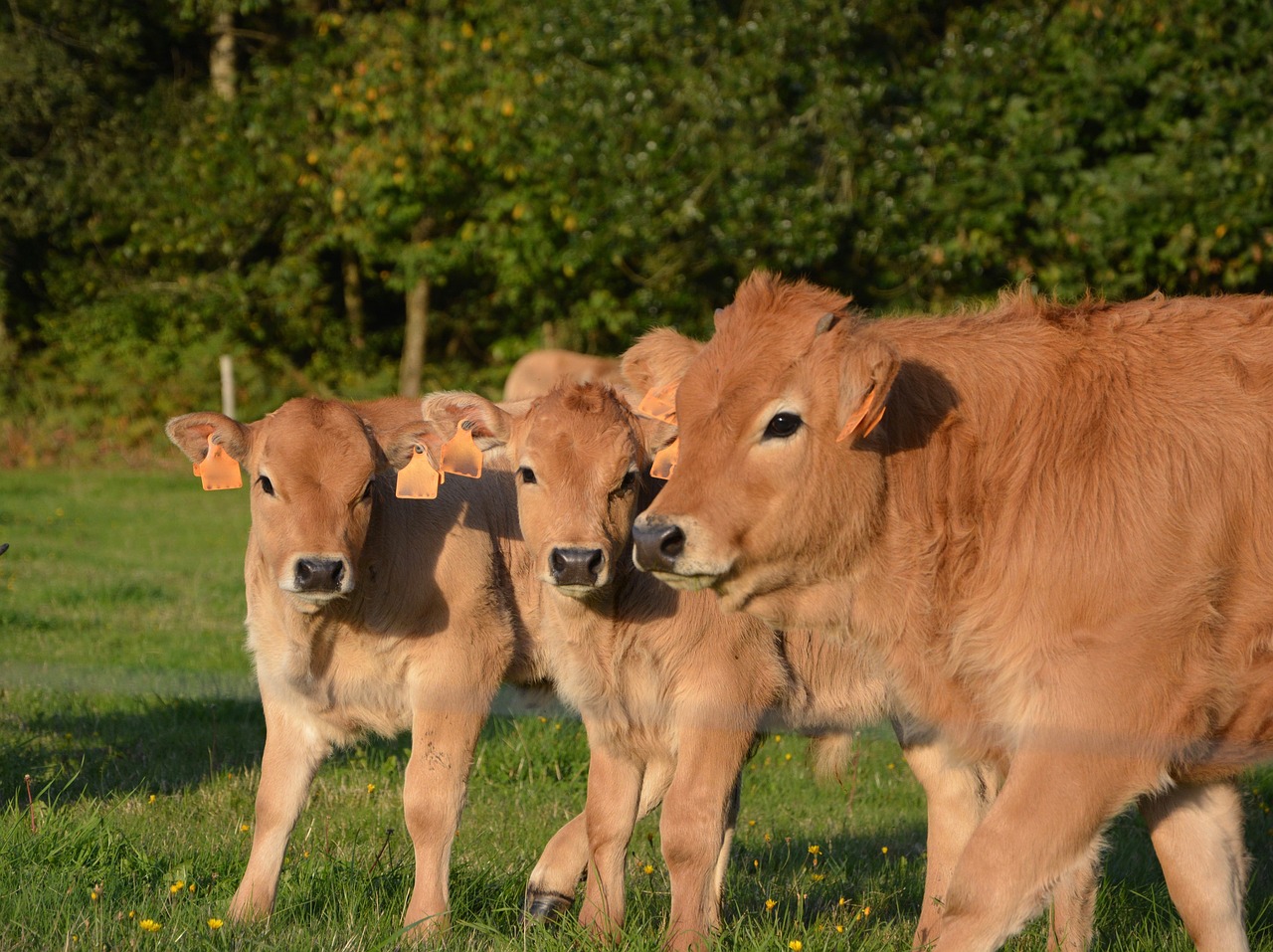 cow veal mom babies free photo