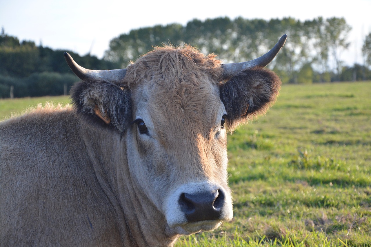cow cattle ruminant free photo