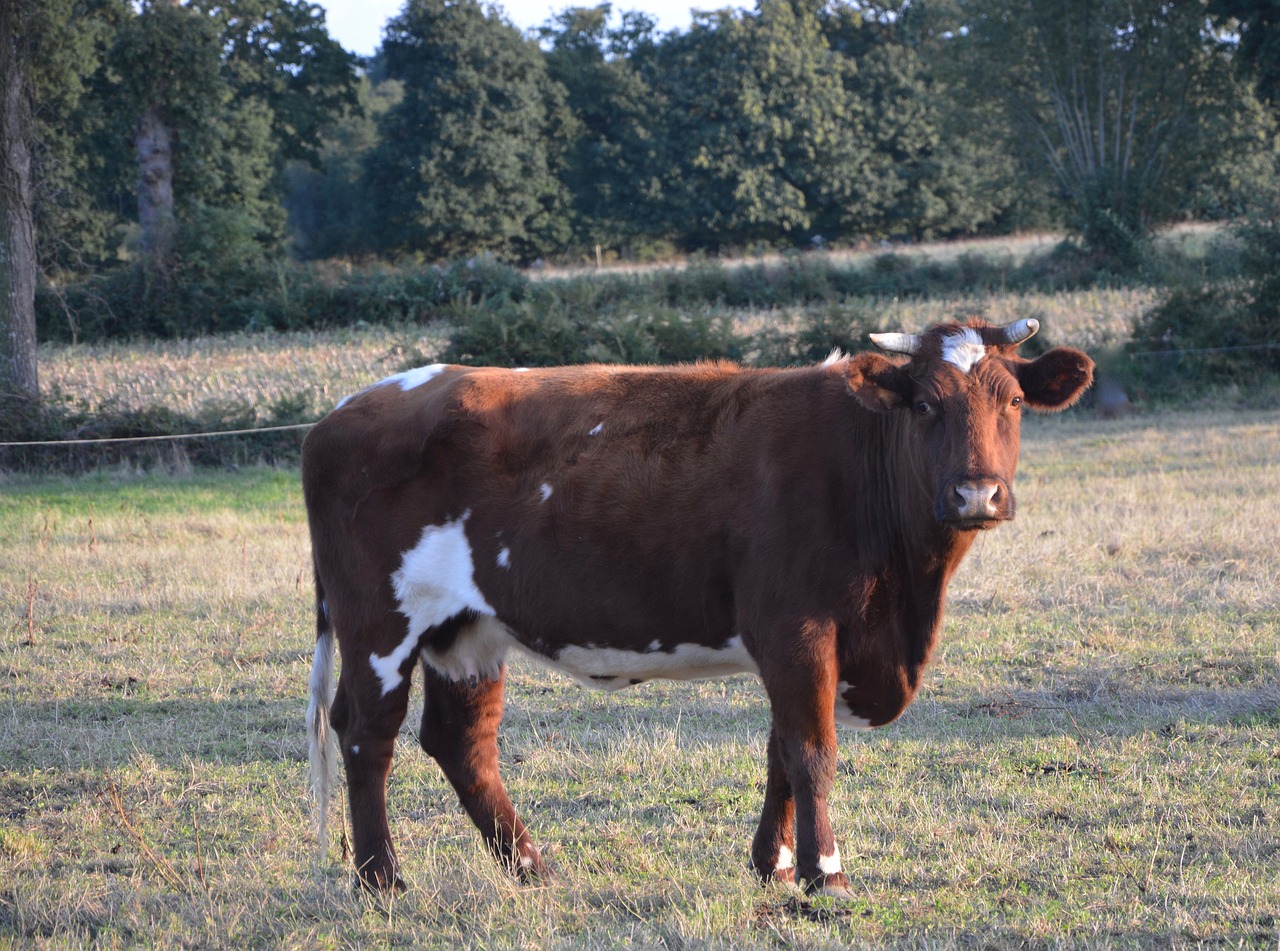 cow cattle ruminant free photo