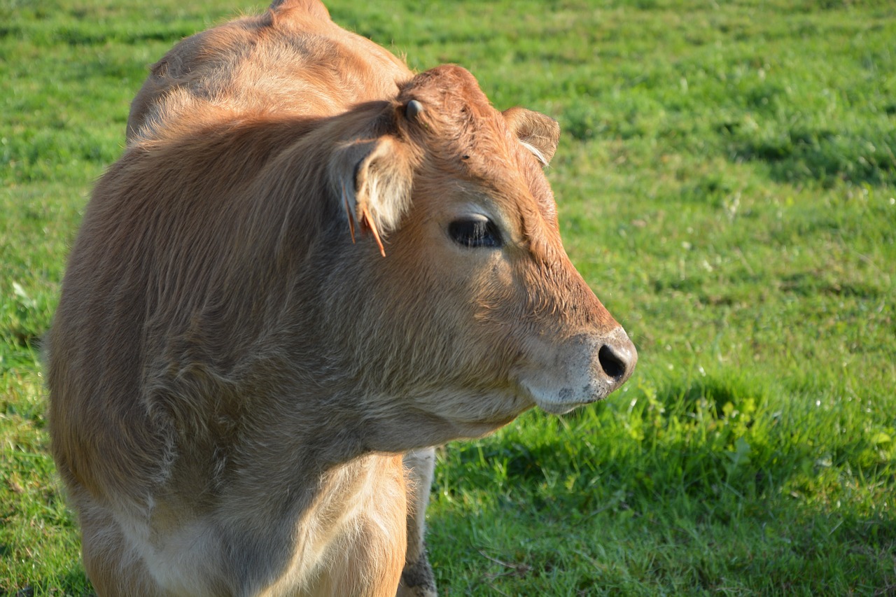 cow cowhide young cow free photo