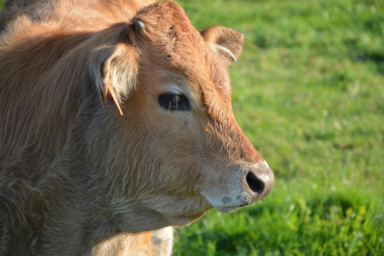 cow portrait head free photo