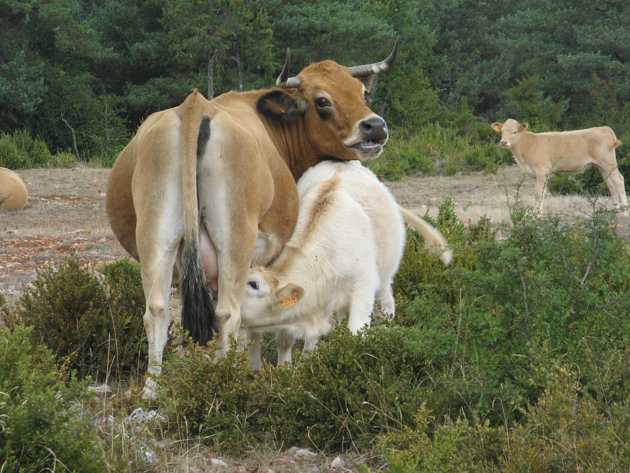cow breastfeeding agriculture free photo