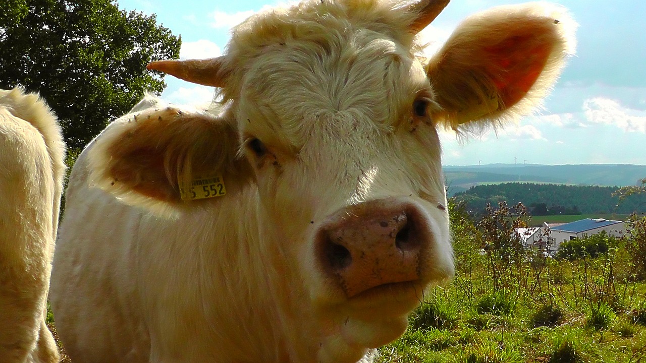 cow animal cow head free photo