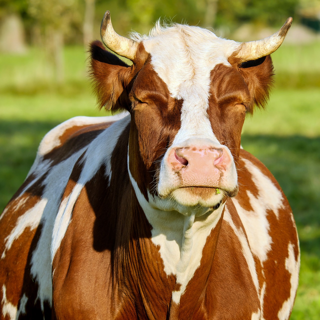 cow brown white spotted free photo
