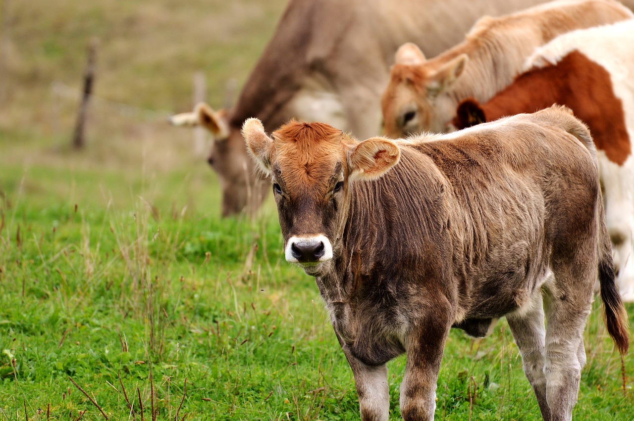 cow allgäu cows free photo