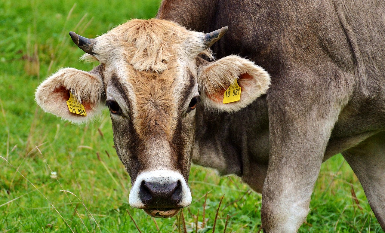 cow allgäu cows free photo