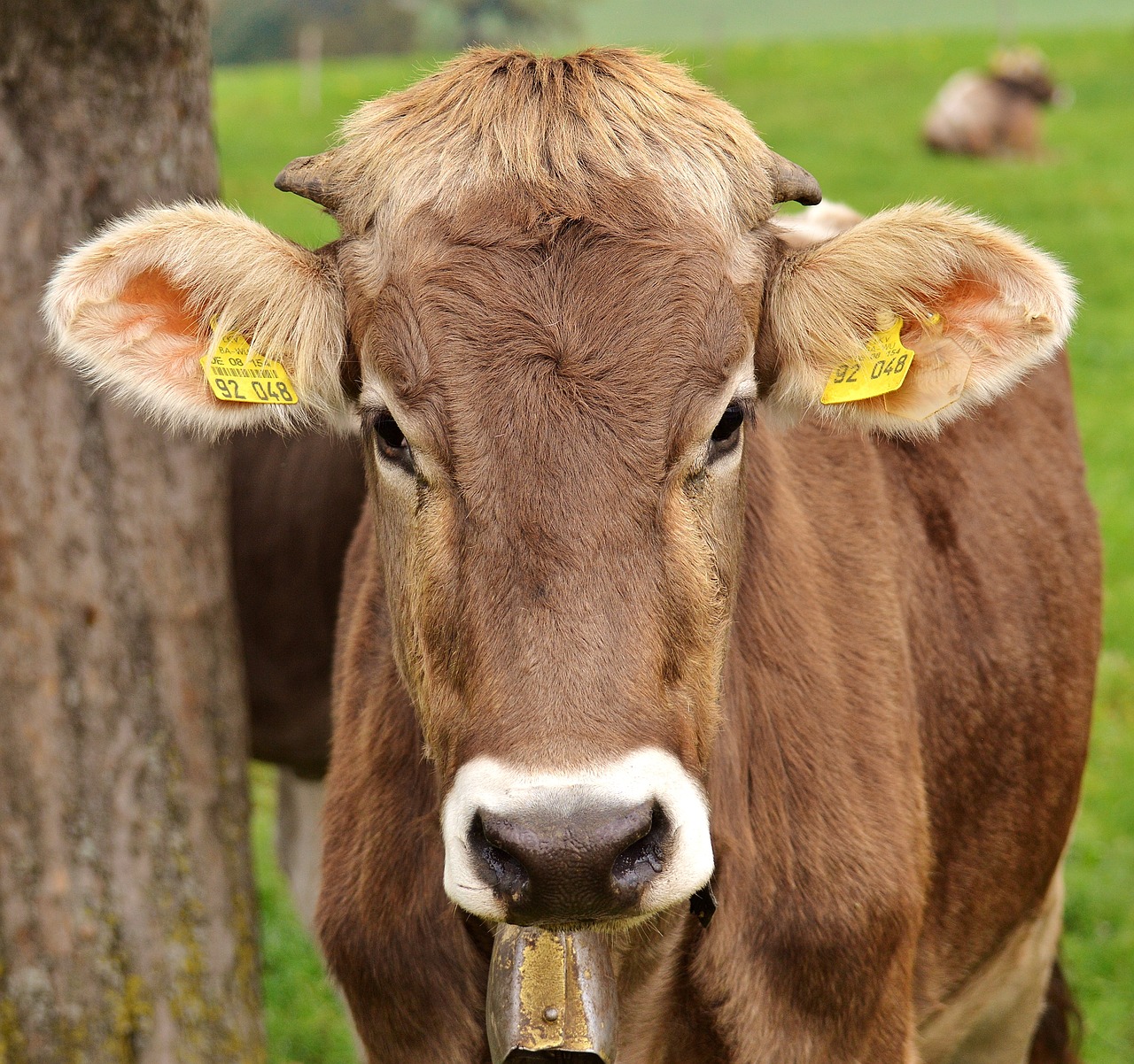 cow allgäu cows free photo