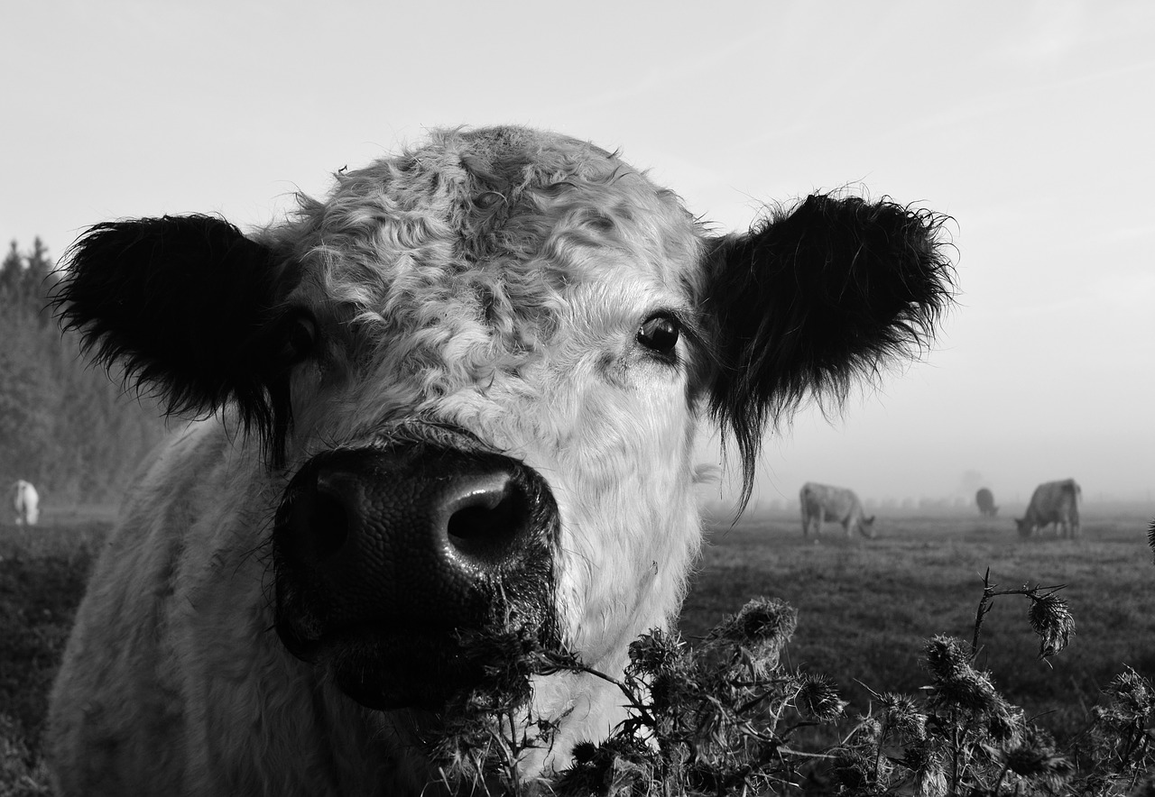 cow cow head beef free photo