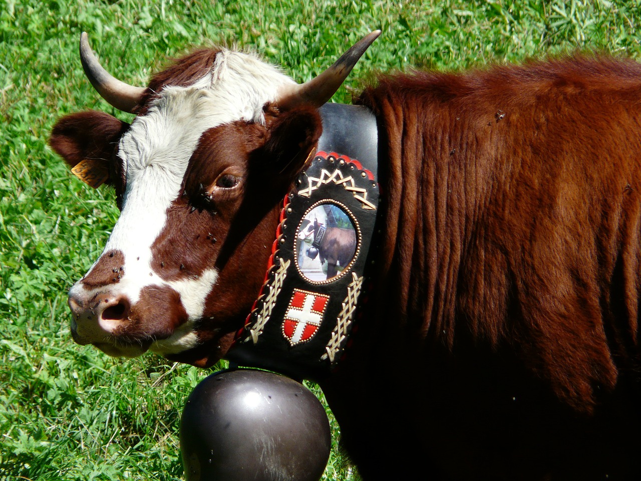 cow cattle bell free photo