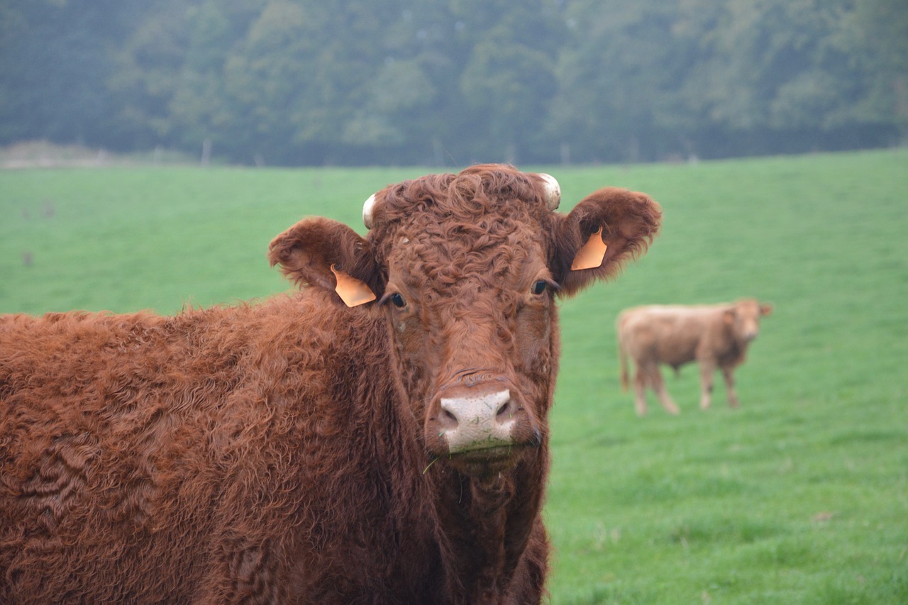 cow heifer cattle free photo