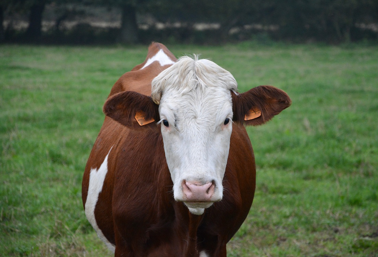 cow young cow heifer free photo