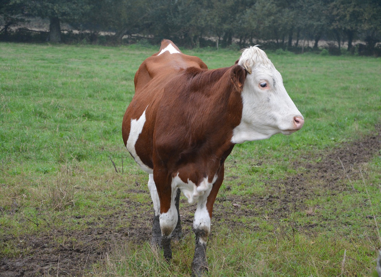 cow cowhide heifer free photo