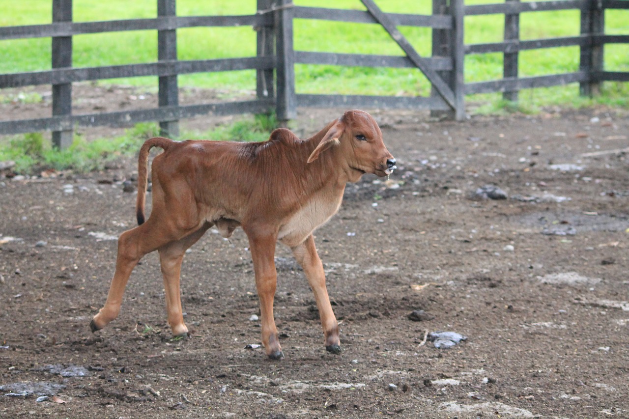 cow calf farm free photo