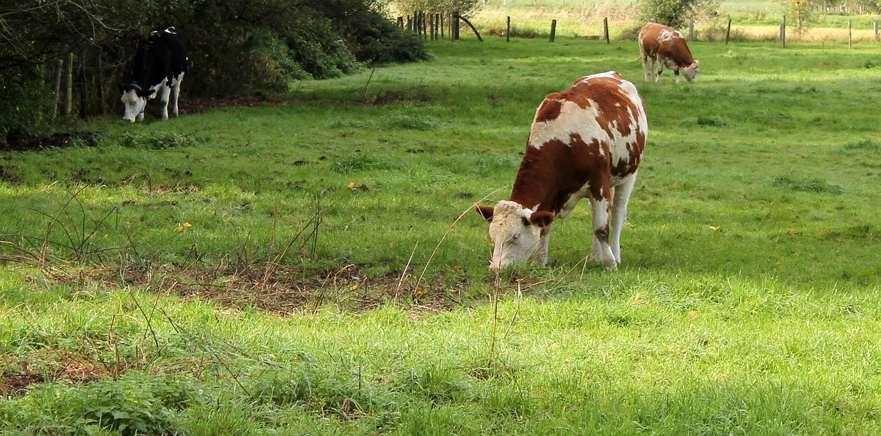 cow cows pasture free photo