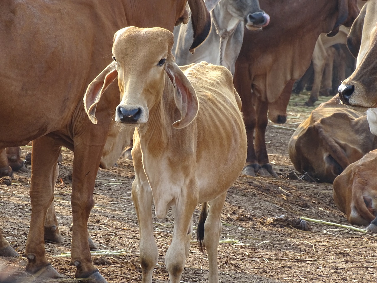 cow indian holy cow free photo