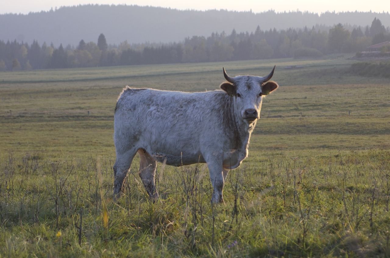 cow white nature free photo