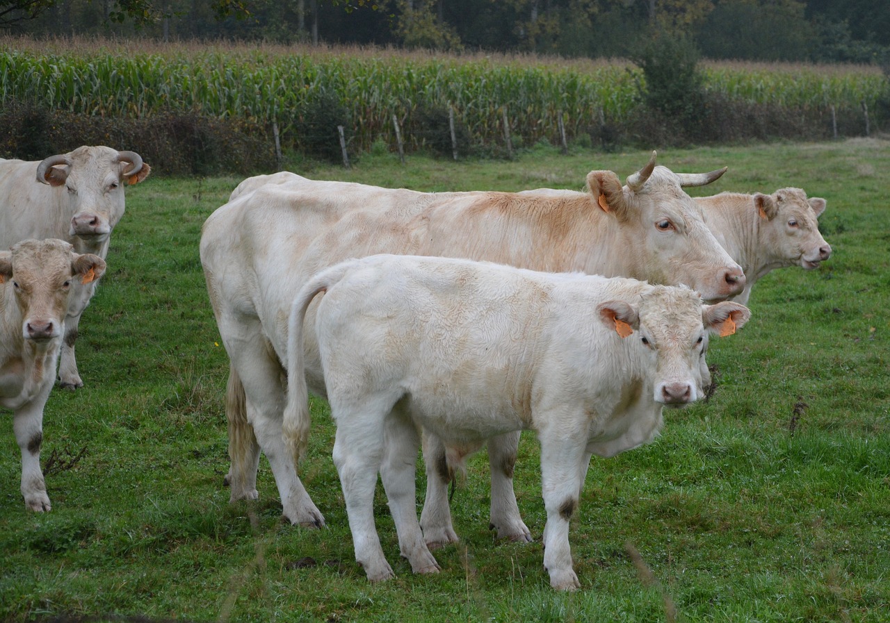 cow veal herd free photo