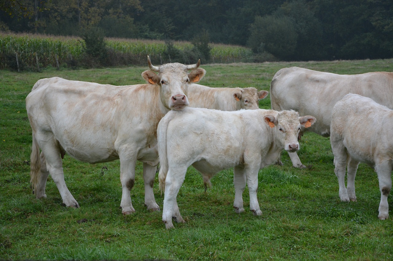 cow cattle field free photo