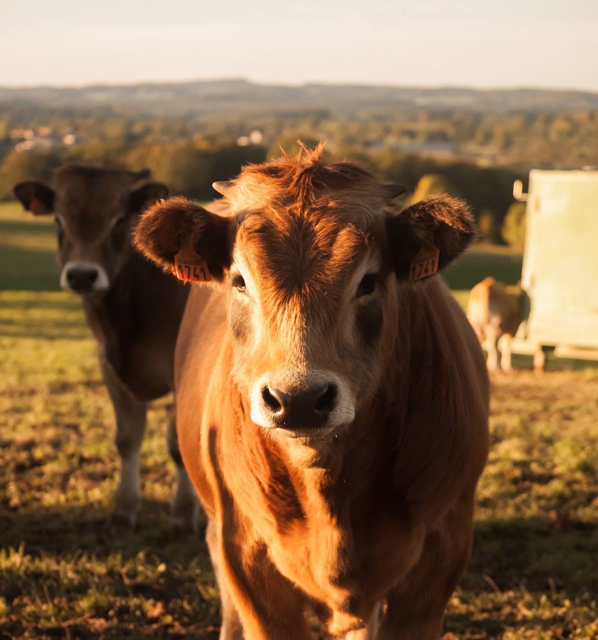 cow animals aubrac free photo