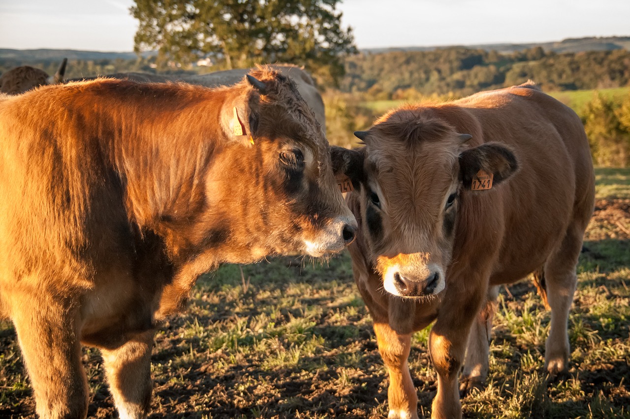 cow animals aubrac free photo