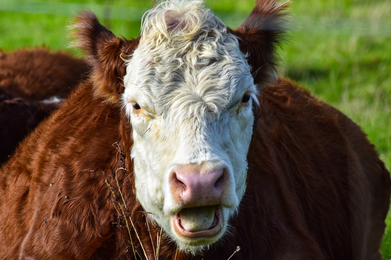 cow simmental cattle cow head free photo