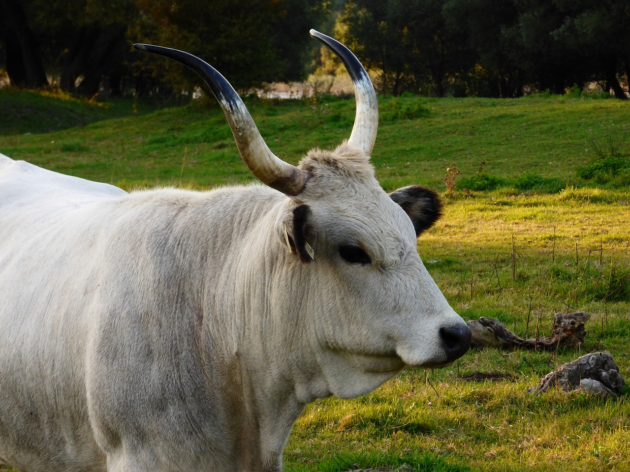 Венгерская серая корова