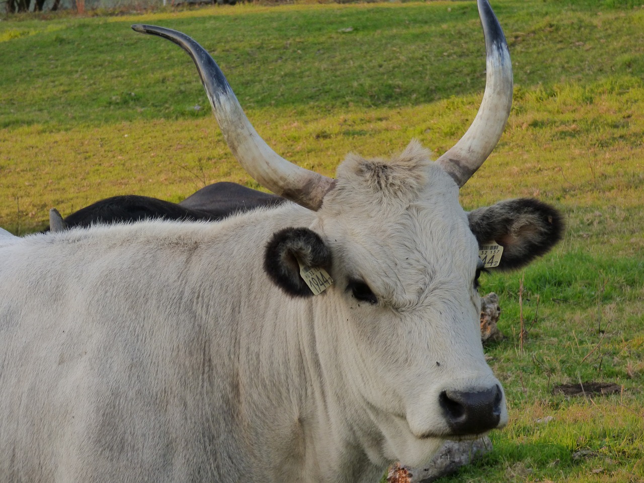 cow gray by free photo