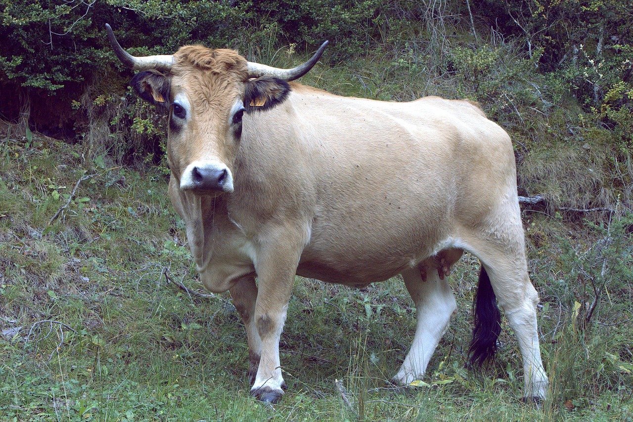 cow animal veal free photo