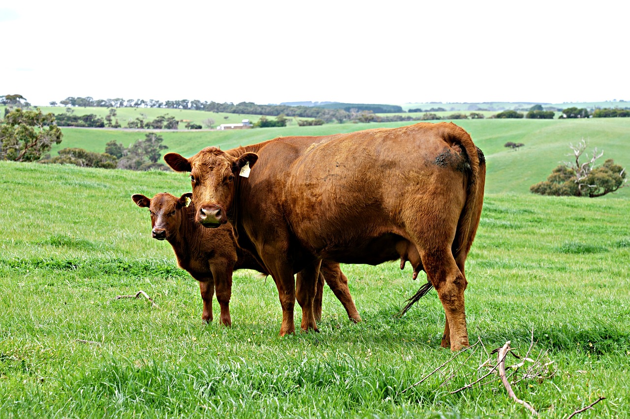 cow calf meadow free photo