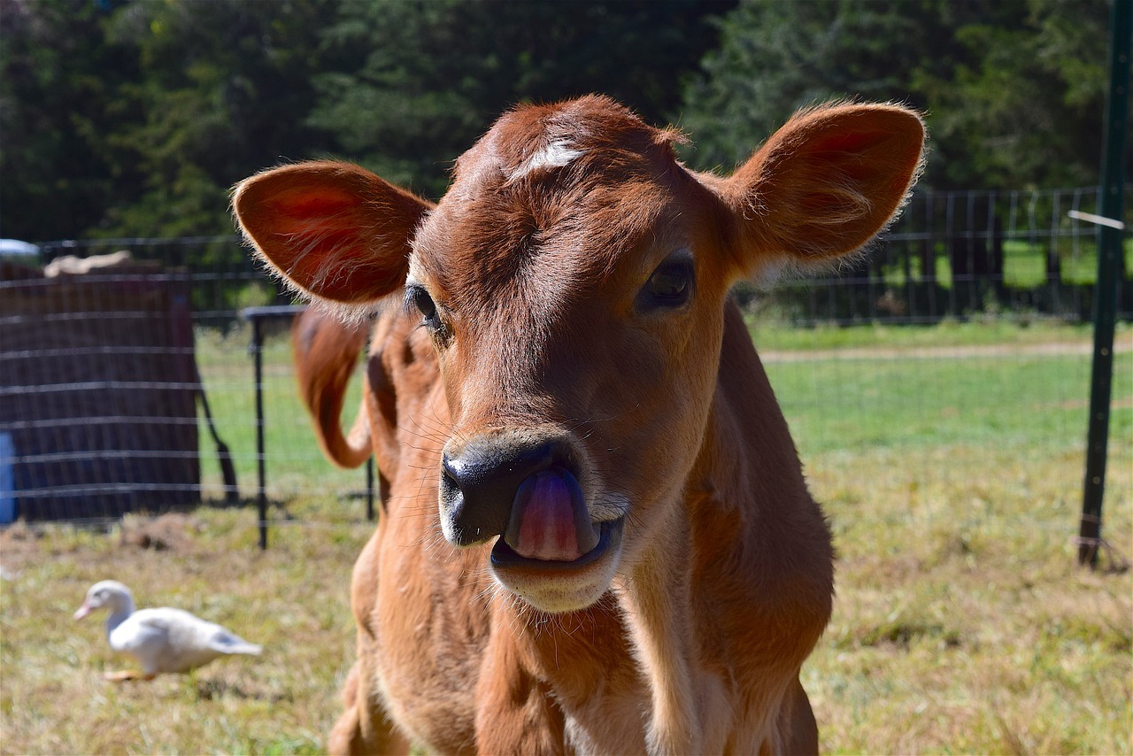 cow portrait farm free photo