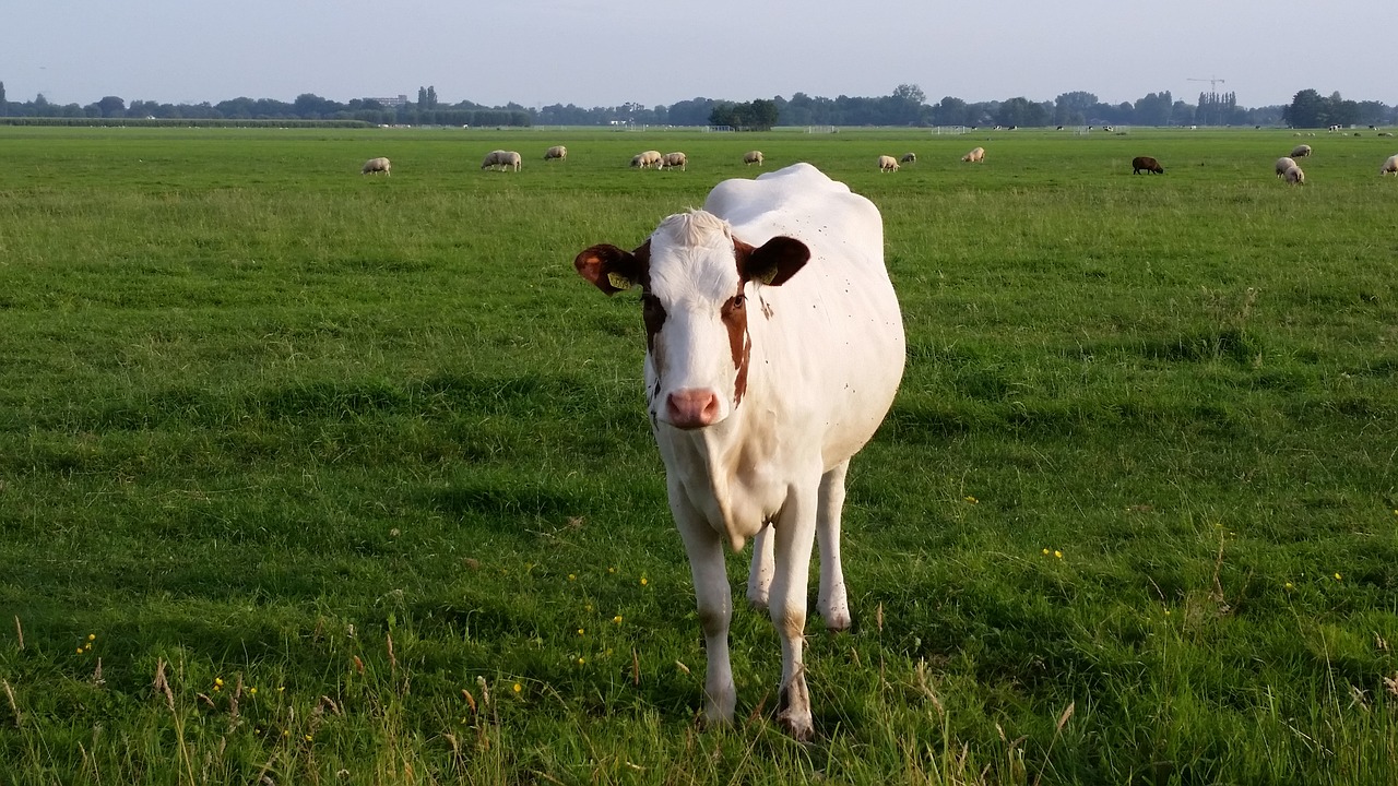 cow netherlands kamerik free photo