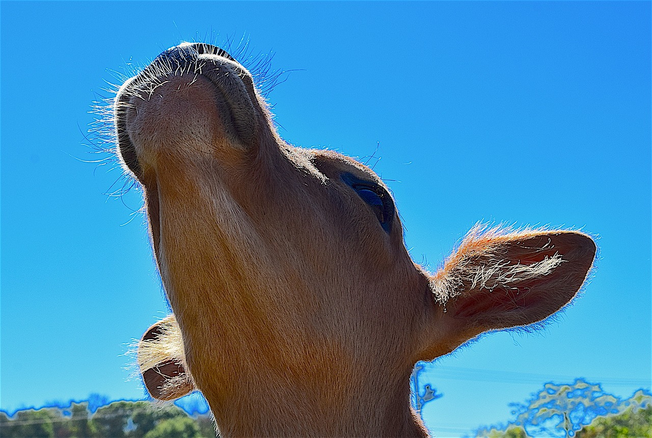 cow portrait farm free photo