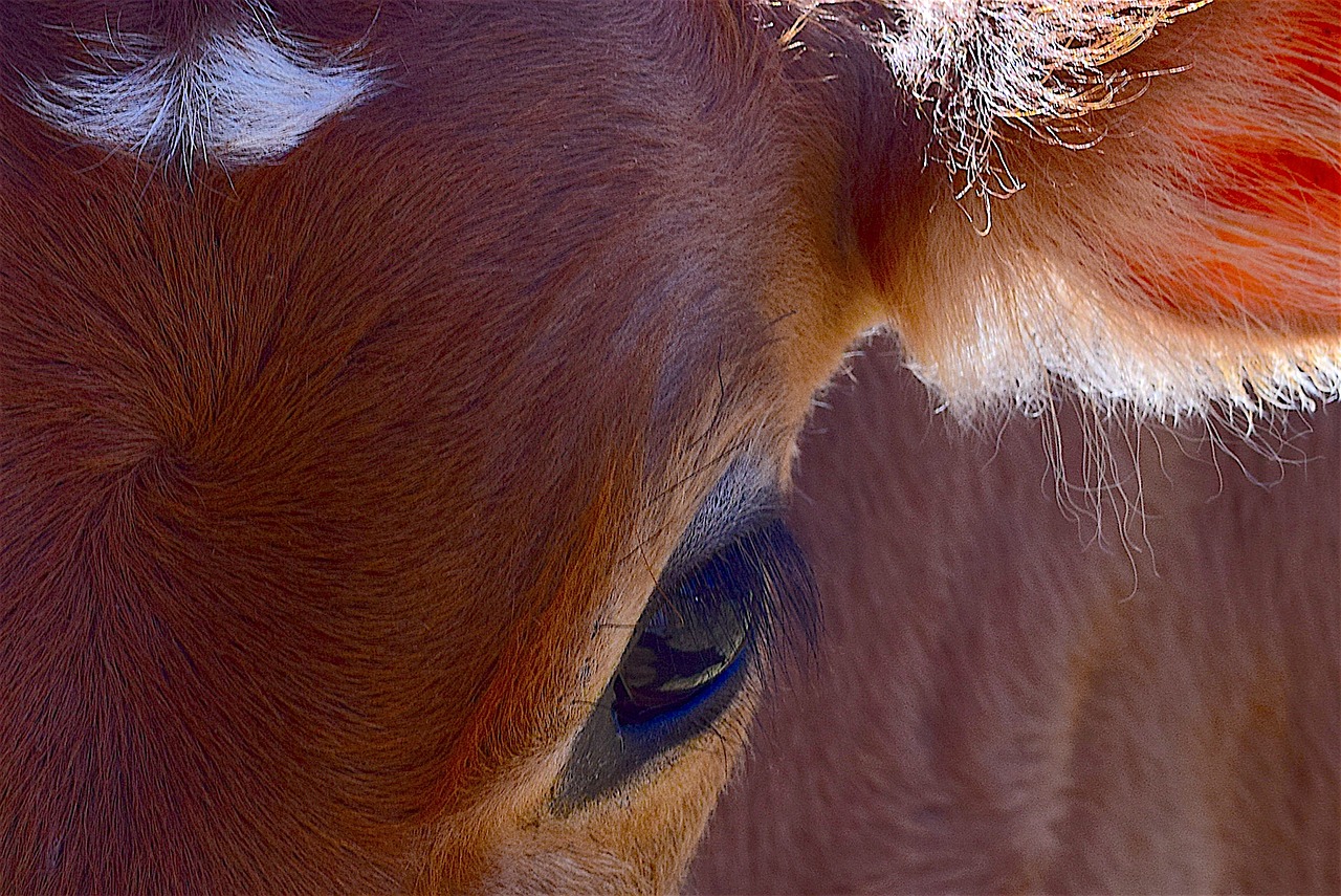 cow portrait farm free photo