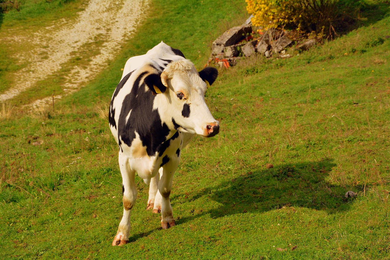 cow prato mountain free photo