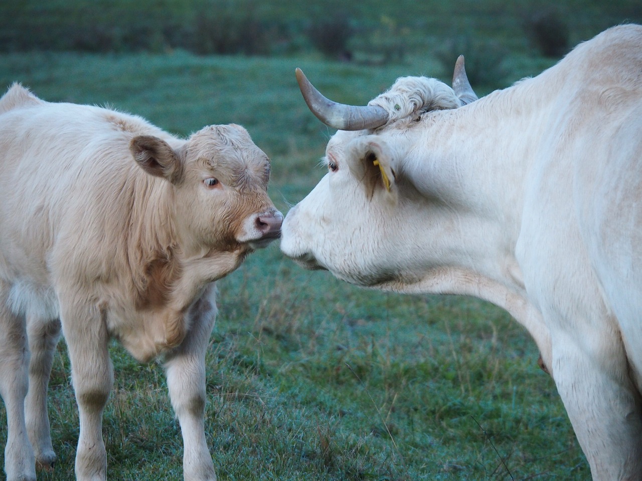 cow kiss calf free photo