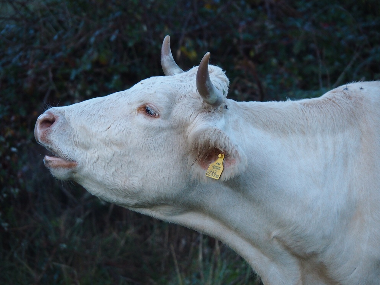 cow calf beef free photo