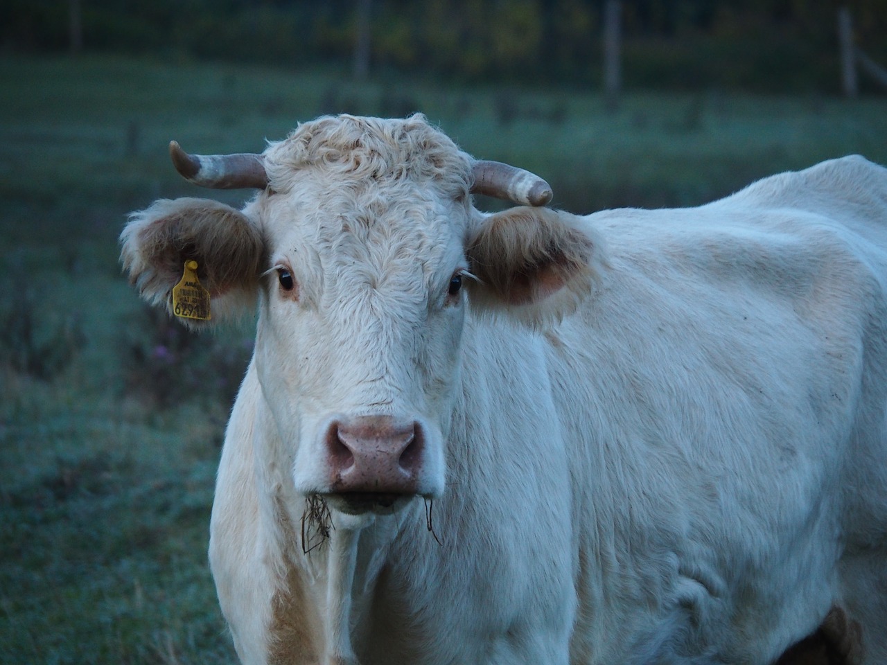 cow beef pasture free photo