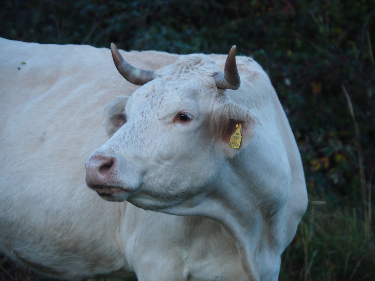 cow beef pasture free photo