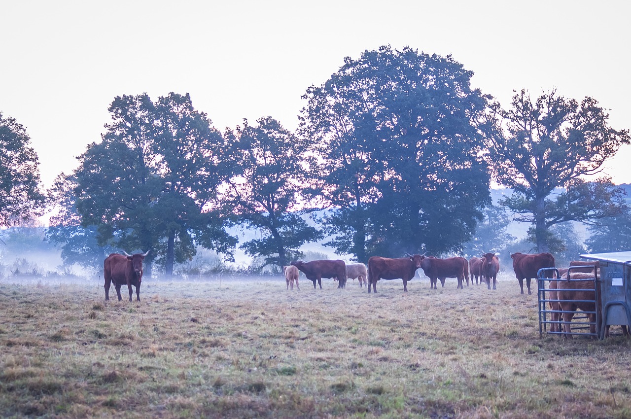 cow morning mist free photo