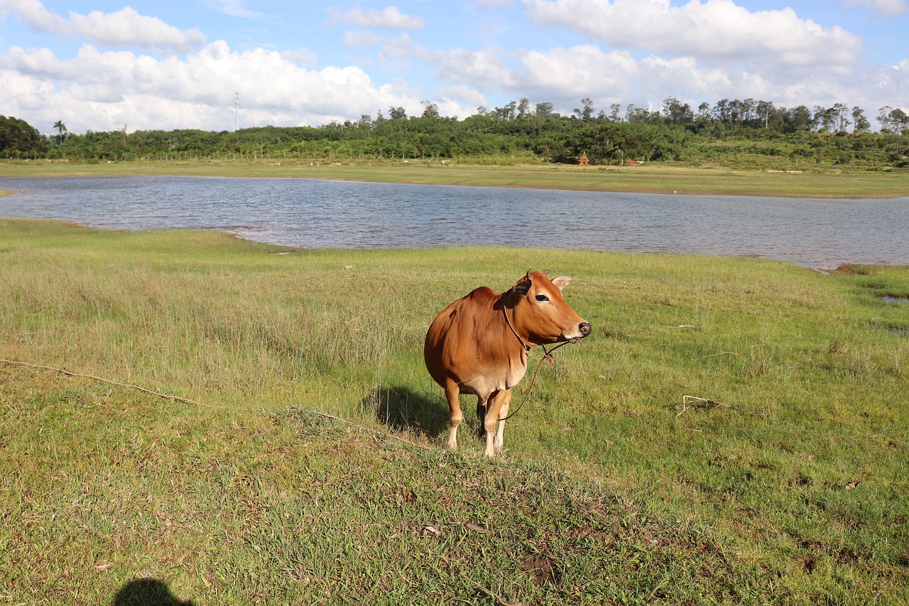 cow wetlands outdoor free photo