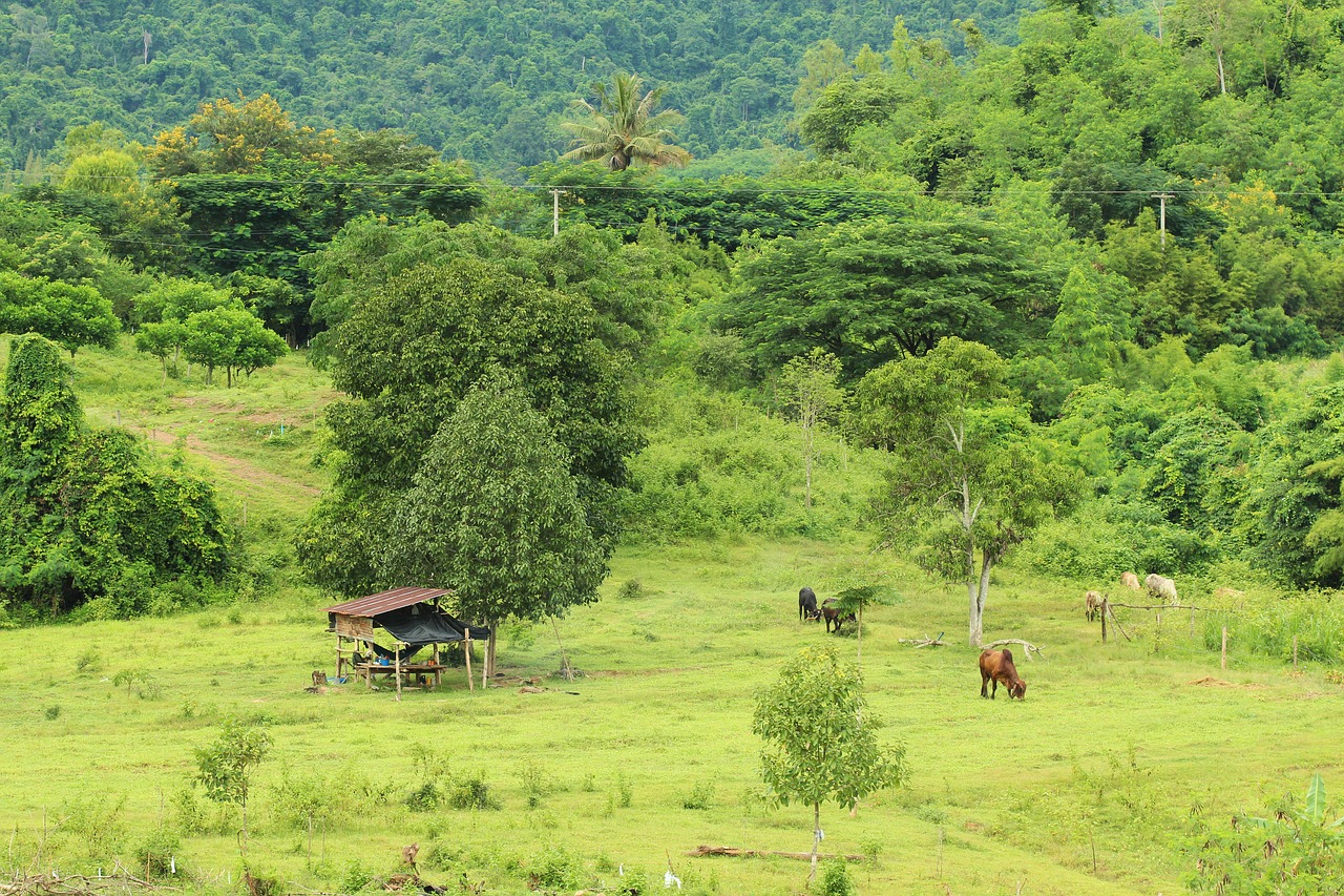 cow tree nature free photo