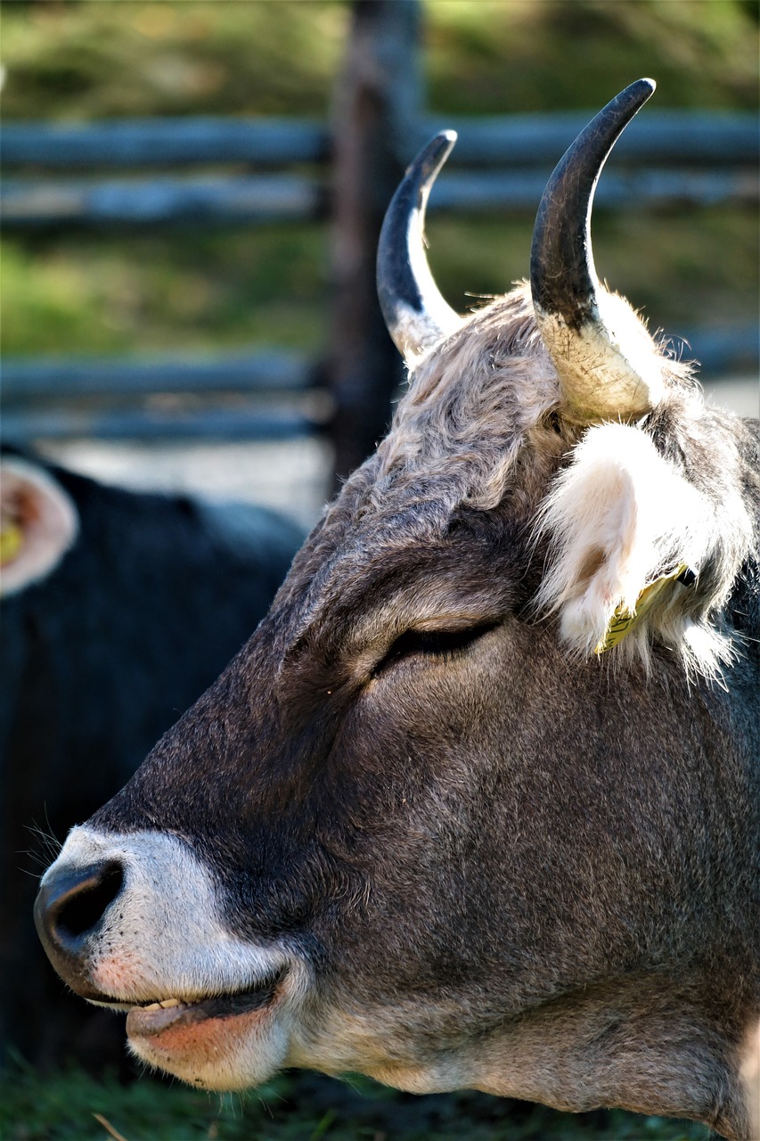 cow portrait beef free photo