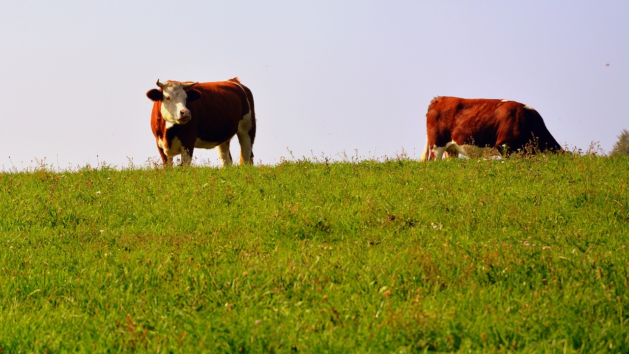 cow pasture meadow animal free photo