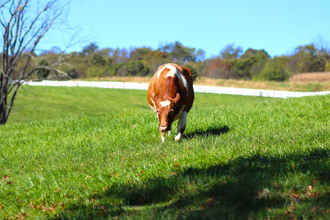 cow farm dairy free photo