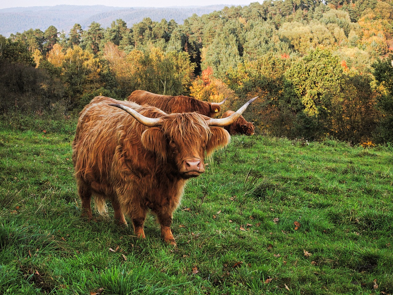 cow beef highland beef free photo