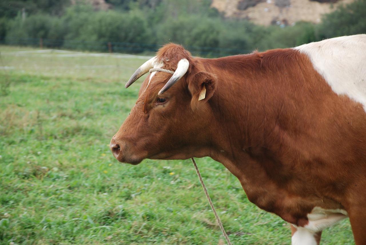 cow horns livestock free photo