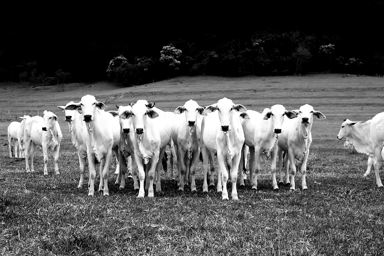 cow brazil farm free photo