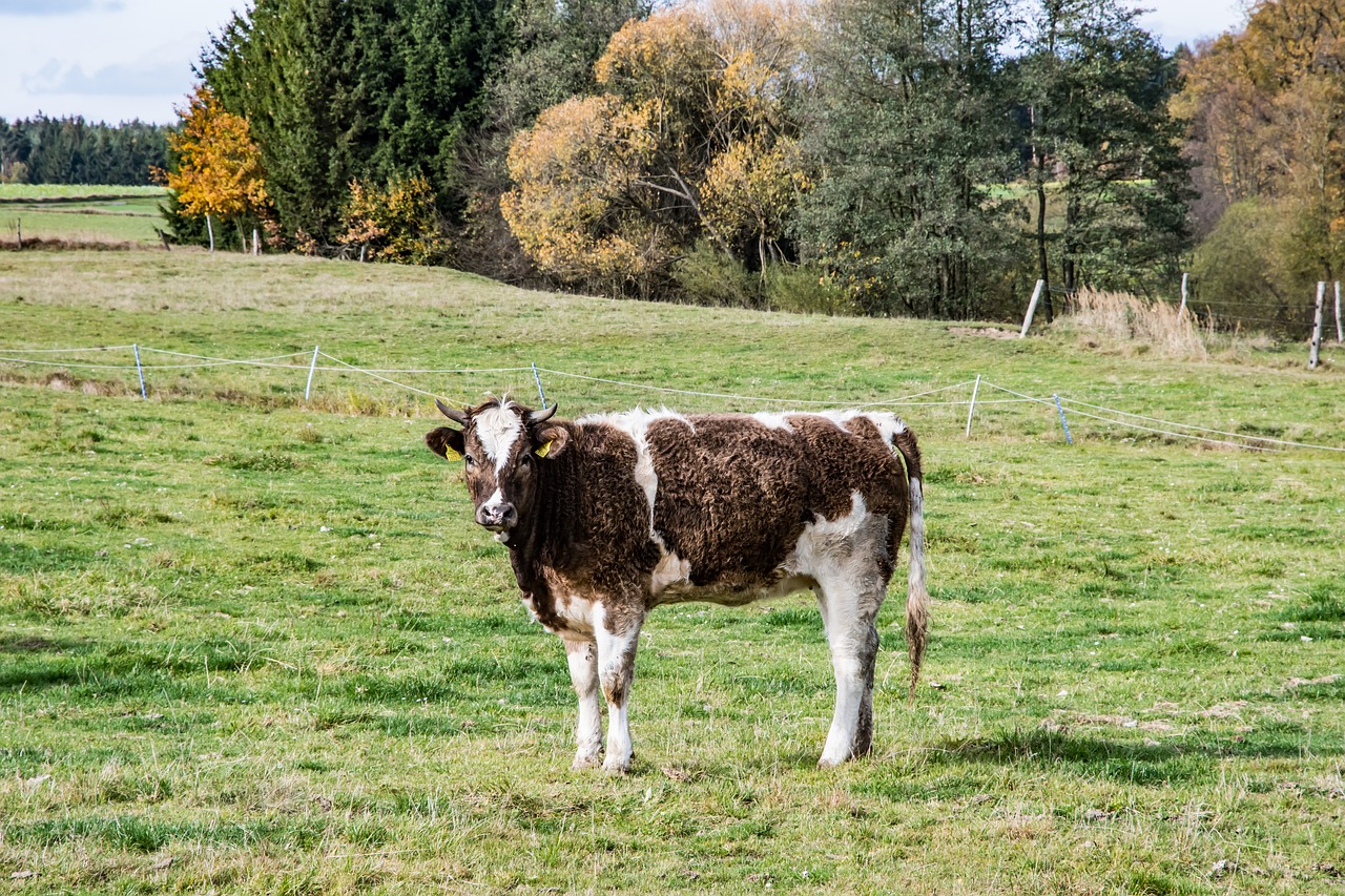 cow simmental cattle beef free photo