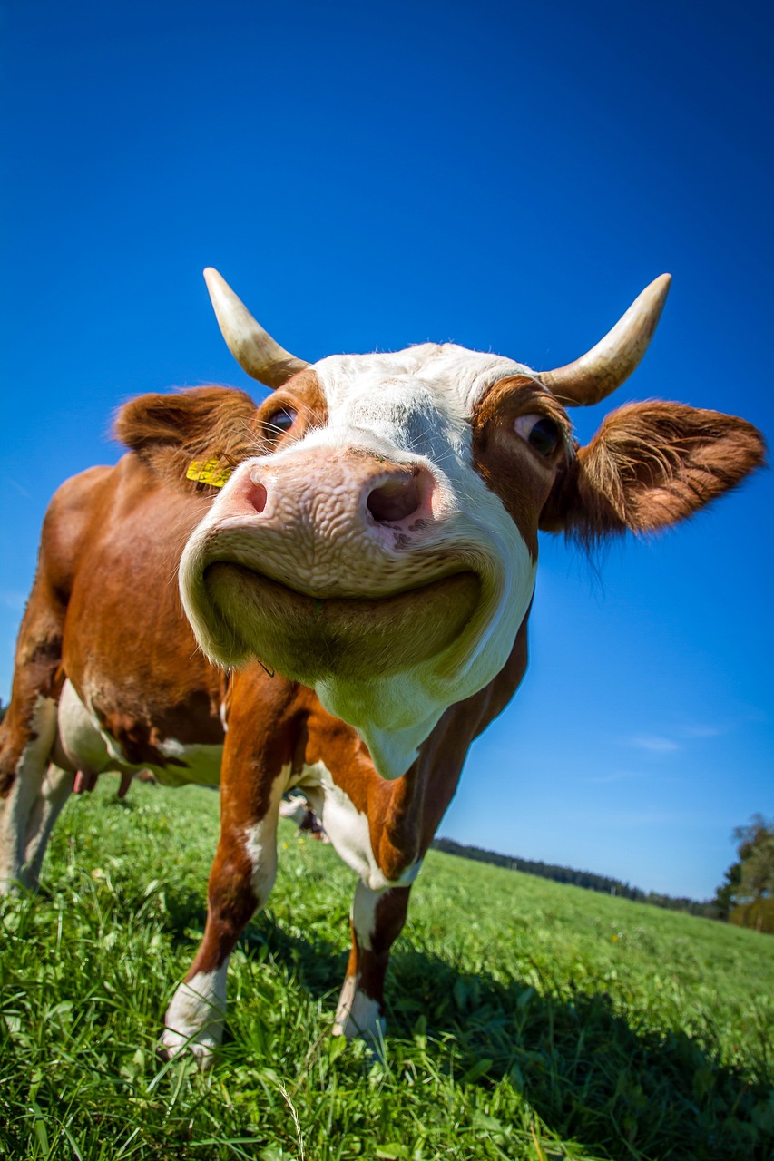 cow funny ruminant free photo